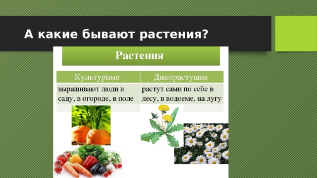 Презентация чудесные цветники презентация 1 класс