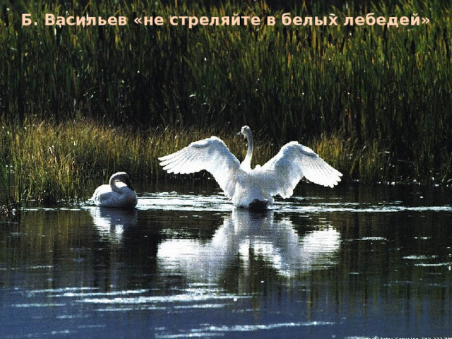 Б. Васильев «не стреляйте в белых лебедей» 