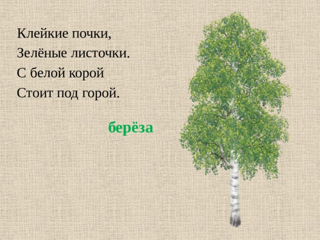 Клейкие почки, Зелёные листочки. С белой корой Стоит под горой. берёза 