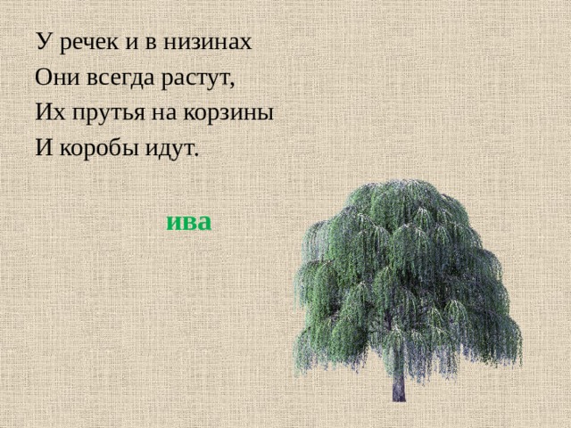 У речек и в низинах Они всегда растут, Их прутья на корзины И коробы идут. ива 