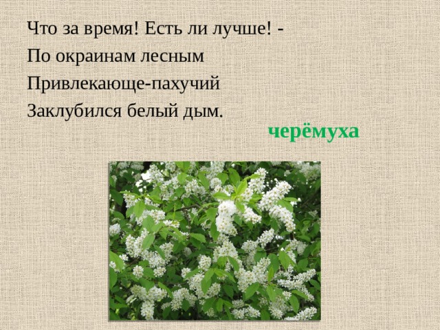 Что за время! Есть ли лучше! - По окраинам лесным Привлекающе-пахучий Заклубился белый дым. черёмуха 