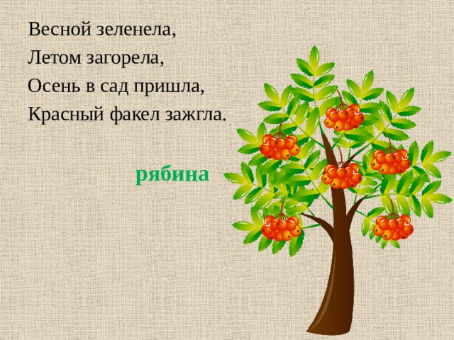 Весной зеленела, Летом загорела, Осень в сад пришла, Красный факел зажгла. рябина 