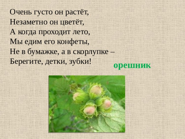 Очень густо он растёт,  Незаметно он цветёт,  А когда проходит лето,  Мы едим его конфеты,  Не в бумажке, а в скорлупке –  Берегите, детки, зубки! орешник 