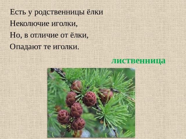 Есть у родственницы ёлки Неколючие иголки, Но, в отличие от ёлки, Опадают те иголки. лиственница 