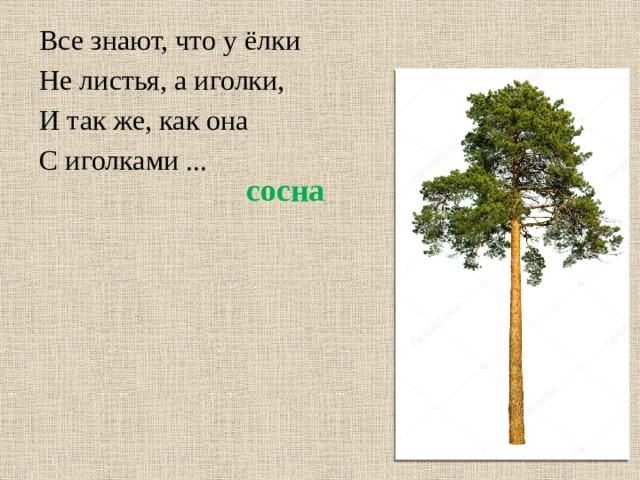 Все знают, что у ёлки Не листья, а иголки, И так же, как она С иголками ... сосна 