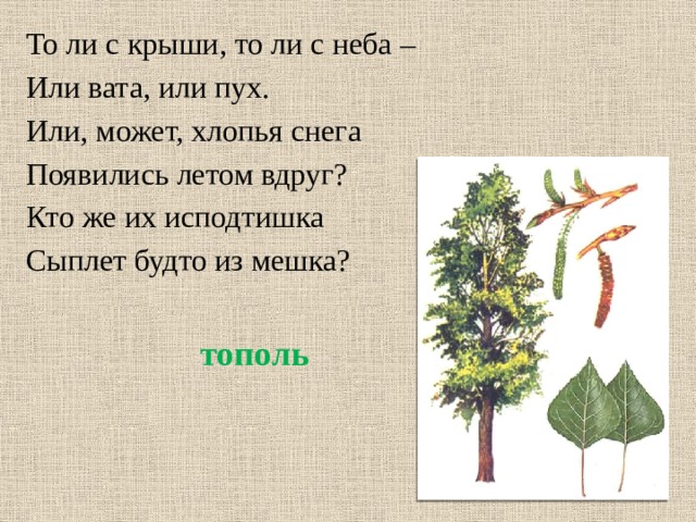 То ли с крыши, то ли с неба – Или вата, или пух. Или, может, хлопья снега Появились летом вдруг? Кто же их исподтишка Сыплет будто из мешка? тополь 