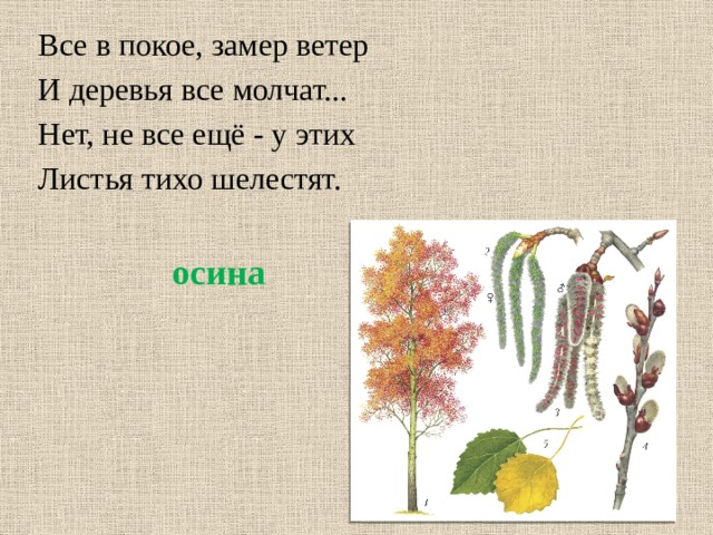 Все в покое, замер ветер И деревья все молчат... Нет, не все ещё - у этих Листья тихо шелестят. осина 