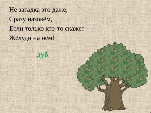 Не загадка это даже, Сразу назовём, Если только кто-то скажет - Жёлуди на нём! дуб 