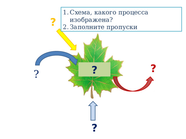 На рисунке изображен процесс дыхания