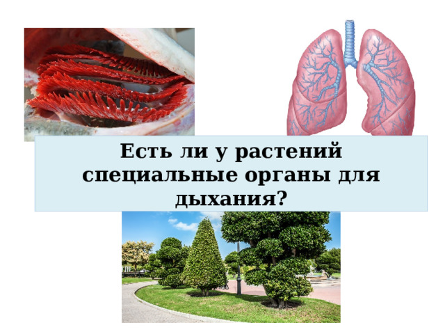 Есть ли у растений специальные органы для дыхания? 