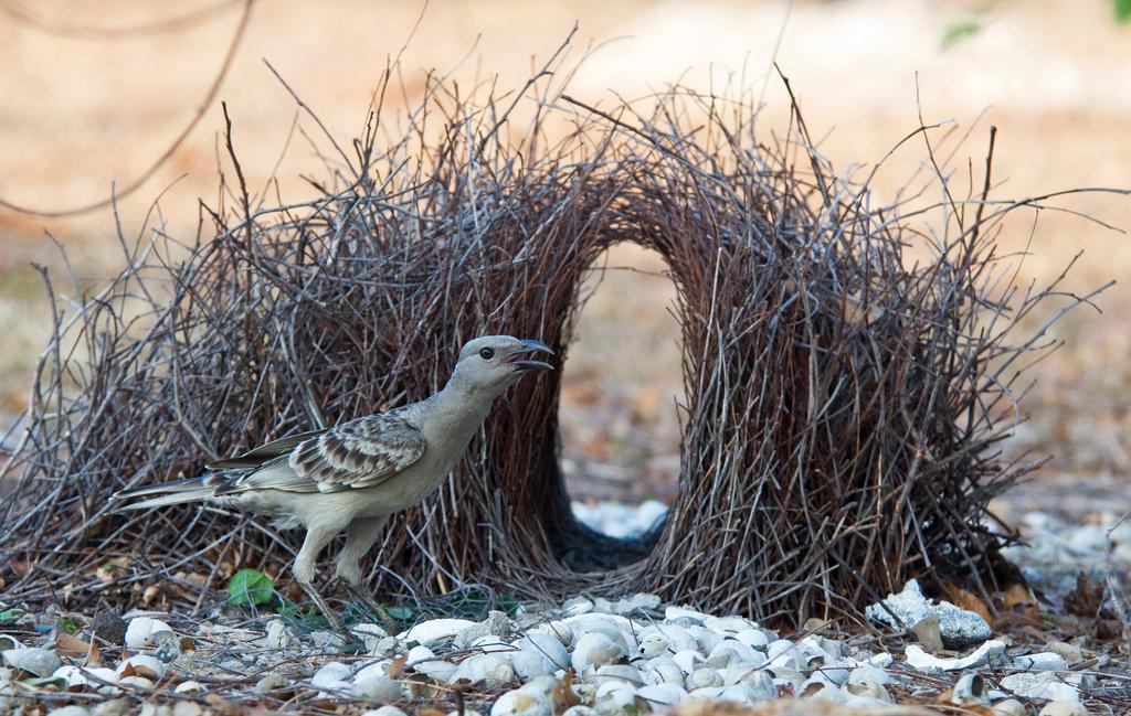 Птица живет в гнезде. Шалашник птица гнездо. Шалашник птица самец. Австралийский шалашник птица. Беседковый шалашник.