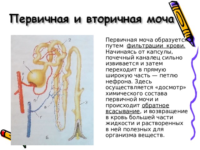 Нарушение фильтрации мочи. Первичная моча образуется в капсуле нефрона. Первичная и вторичная моча. Схема образования первичной мочи.