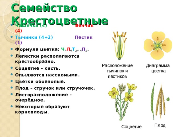Семейство Крестоцветные Чашечка (4) Венчик (4) Тычинки (4+2) Пестик (1) Формула цветка: Ч 4 Л 4 Т 2+ 4 П 1 . Лепестки располагаются крестообразно. Соцветие – кисть. Опыляются насекомыми. Цветки обоеполые. Плод – стручок или стручочек. Листорасположение – очерёдное. Некоторые образуют корнеплоды . Диаграмма цветка Расположение тычинок и пестиков Плод Соцветие 