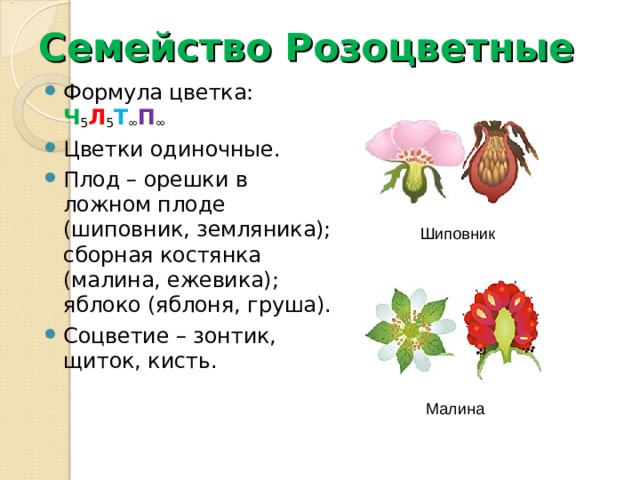 Семейство Розоцветные Формула цветка: Ч 5 Л 5 Т ∞ П ∞ Цветки одиночные. Плод – орешки в ложном плоде  (шиповник, земляника); сборная костянка (малина, ежевика); яблоко (яблоня, груша). Соцветие – зонтик, щиток, кисть. Шиповник Малина 