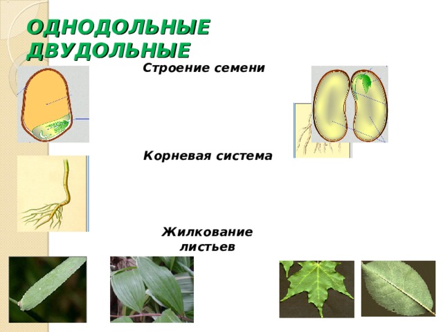 ОДНОДОЛЬНЫЕ ДВУДОЛЬНЫЕ Строение семени  Корневая система Жилкование листьев 