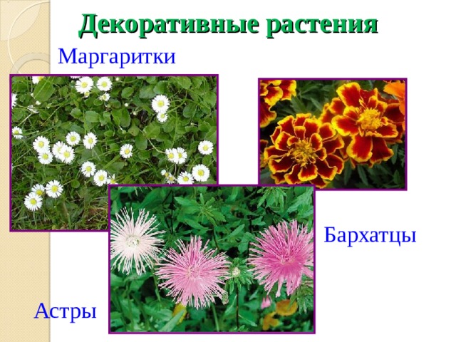 Декоративные растения Маргаритки Бархатцы Астры 