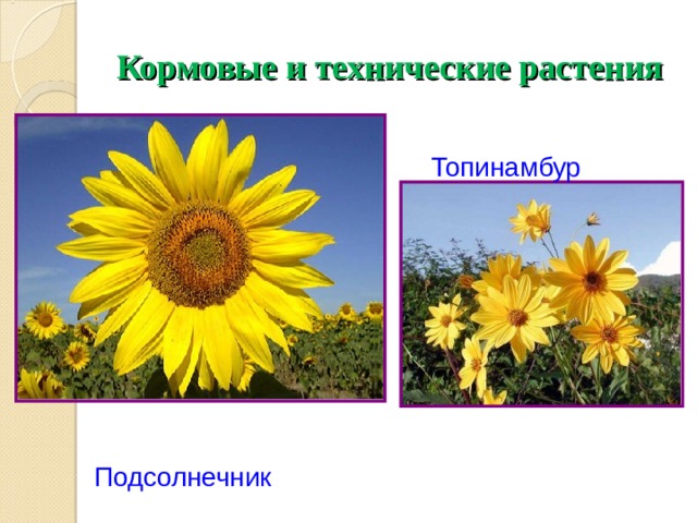 Кормовые и технические растения Топинамбур Топинамбур Подсолнечник Подсолнечник  