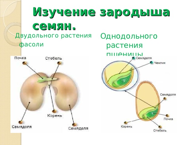 Изучение зародыша семян.  Двудольного растения  фасоли Однодольного растения пшеницы 