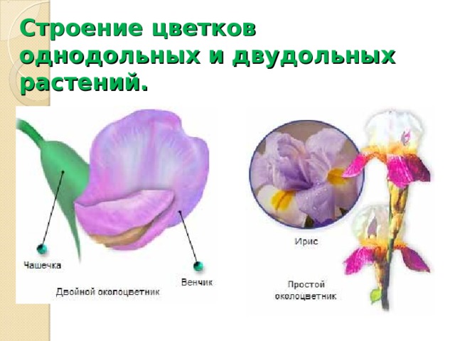 Строение цветков  однодольных и двудольных растений. 