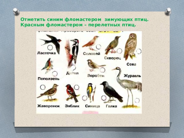 1 класс окружающий мир где зимуют птицы презентация 1 класс окружающий мир