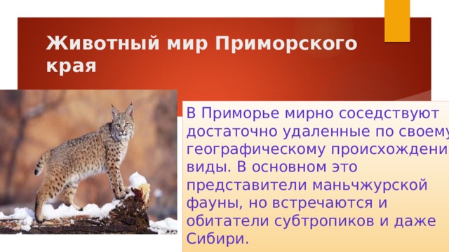 Животный мир Приморского края   В Приморье мирно соседствуют достаточно удаленные по своему географическому происхождению виды. В основном это представители маньчжурской фауны, но встречаются и обитатели субтропиков и даже Сибири. 