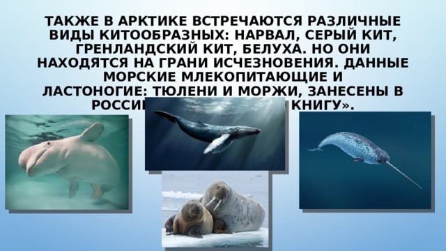 Также в Арктике встречаются различные виды китообразных: нарвал, серый кит, гренландский кит, белуха. Но они находятся на грани исчезновения. Данные морские млекопитающие и ластоногие: тюлени и моржи, занесены в российскую «Красную книгу». 