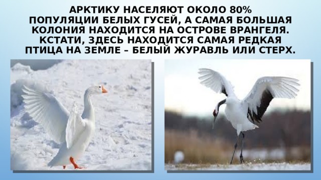 Арктику населяют около 80% популяции белых гусей, а самая большая колония находится на острове Врангеля. Кстати, здесь находится самая редкая птица на Земле – белый журавль или стерх. 