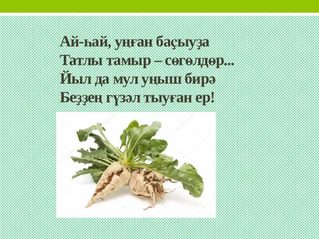 Ай-һай, уңған баҫыуҙа  Татлы тамыр – сөгөлдөр...  Йыл да мул уңыш бирә  Беҙҙең гүзәл тыуған ер! 
