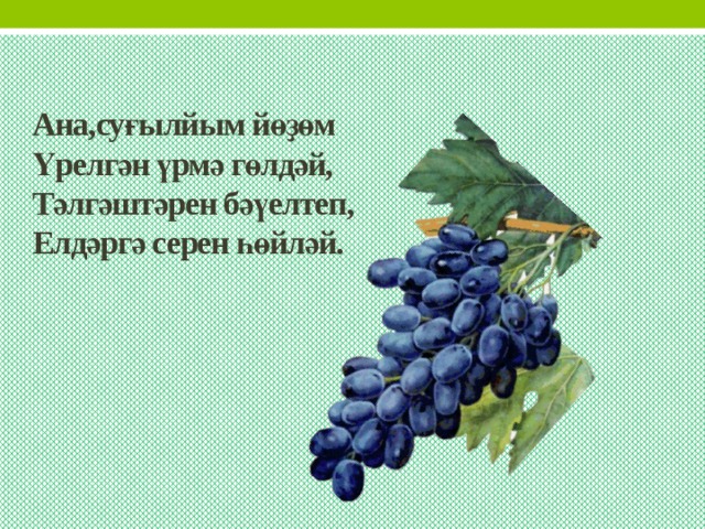  Ана,суғылйым йөҙөм  Үрелгән үрмә гөлдәй,  Тәлгәштәрен бәүелтеп,  Елдәргә серен һөйләй. 