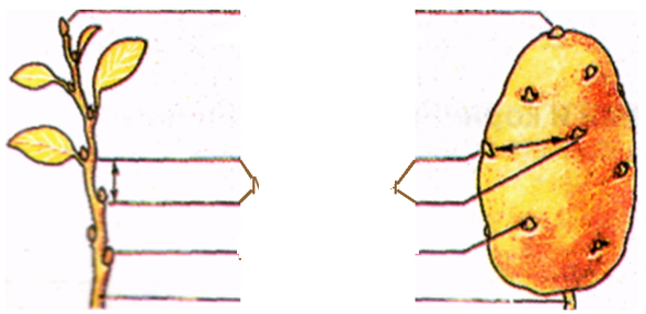 Покажите стрелками и подпишите на рисунке стебель пазушную почку верхушку у картофеля