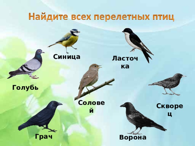 Синица Ласточка Голубь Соловей Скворец Грач Ворона 