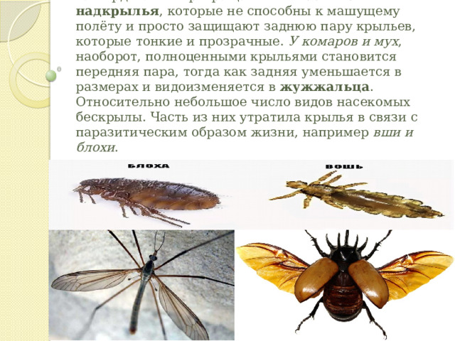 У жуков  передняя пара крыльев полностью затвердевает и превращается в  жёсткие надкрылья , которые не способны к машущему полёту и просто защищают заднюю пару крыльев, которые тонкие и прозрачные.  У комаров и мух , наоборот, полноценными крыльями становится передняя пара, тогда как задняя уменьшается в размерах и видоизменяется в  жужжальца . Относительно небольшое число видов насекомых бескрылы. Часть из них утратила крылья в связи с паразитическим образом жизни, например  вши и блохи . 