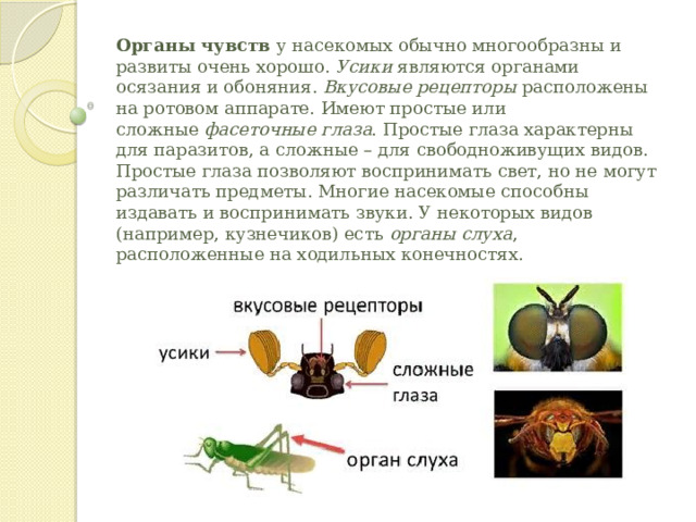 Органы чувств  у насекомых обычно многообразны и развиты очень хорошо.  Усики  являются органами осязания и обоняния.  Вкусовые рецепторы  расположены на ротовом аппарате. Имеют простые или сложные  фасеточные глаза . Простые глаза характерны для паразитов, а сложные – для свободноживущих видов. Простые глаза позволяют воспринимать свет, но не могут различать предметы. Многие насекомые способны издавать и воспринимать звуки. У некоторых видов (например, кузнечиков) есть  органы слуха , расположенные на ходильных конечностях.    