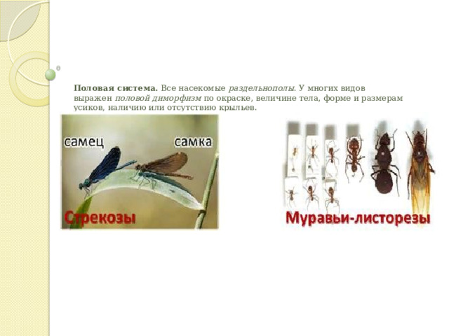 Половая система.  Все насекомые  раздельнополы . У многих видов выражен  половой диморфизм  по окраске, величине тела, форме и размерам усиков, наличию или отсутствию крыльев.    
