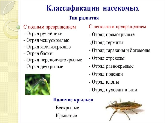 Характеристики отряда насекомых прямокрылые. Отряды насекомых. Общая характеристика насекомых. Подёнки отряды насекомых. Отряды насекомых Таракановые Прямокрылые уховертки поденки.