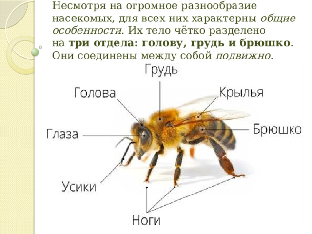 Несмотря на огромное разнообразие насекомых, для всех них характерны  общие особенности . Их тело чётко разделено на  три отдела: голову, грудь и брюшко . Они соединены между собой  подвижно . 