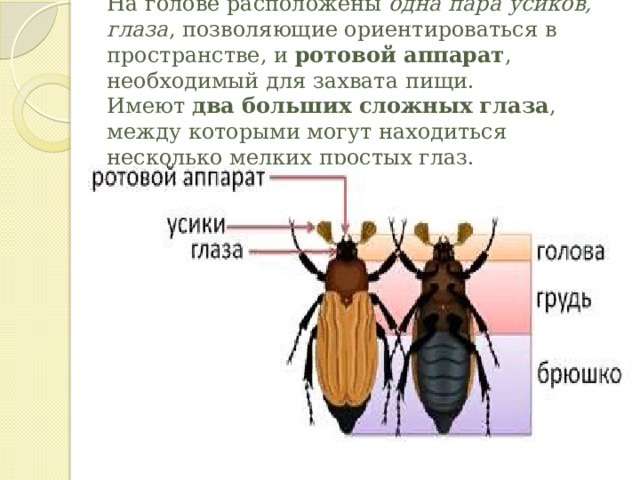 На голове расположены  одна пара усиков, глаза , позволяющие ориентироваться в пространстве, и  ротовой аппарат , необходимый для захвата пищи.  Имеют  два больших сложных глаза , между которыми могут находиться несколько мелких простых глаз.   