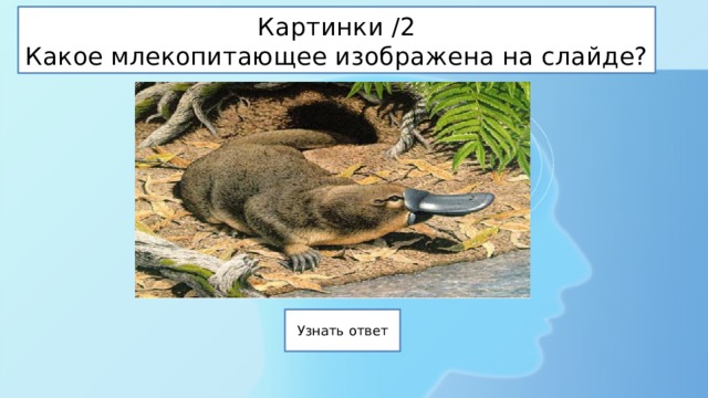 Картинки /2  Какое млекопитающее изображена на слайде? 