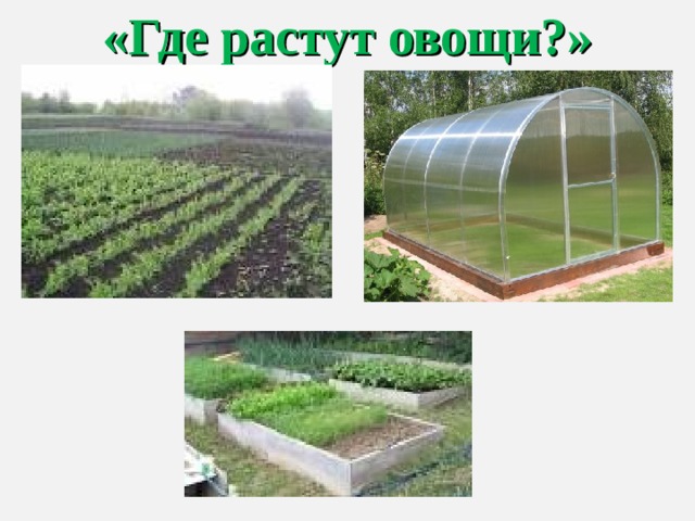 «Где растут овощи?» 