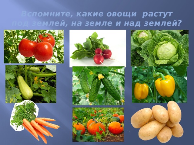 Вспомните, какие овощи растут под землей, на земле и над землей? 