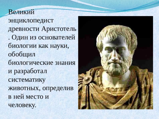 Великий энциклопедист древности Аристотель . Один из основателей биологии как науки, обобщил биологические знания и разработал систематику животных, определив в ней место и человеку. 