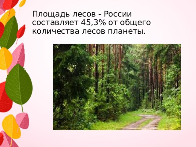 Площадь лесов - России составляет 45,3% от общего количества лесов планеты.