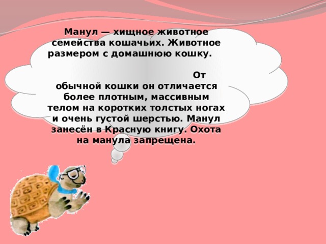    Манул — хищное животное семейства кошачьих. Животное размером с домашнюю кошку. От обычной кошки он отличается более плотным, массивным телом на коротких толстых ногах и очень густой шерстью. Манул занесён в Красную книгу. Охота на манула запрещена.    