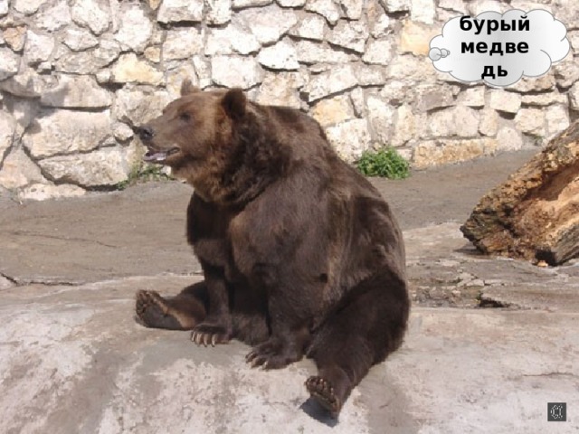 бурый медведь 