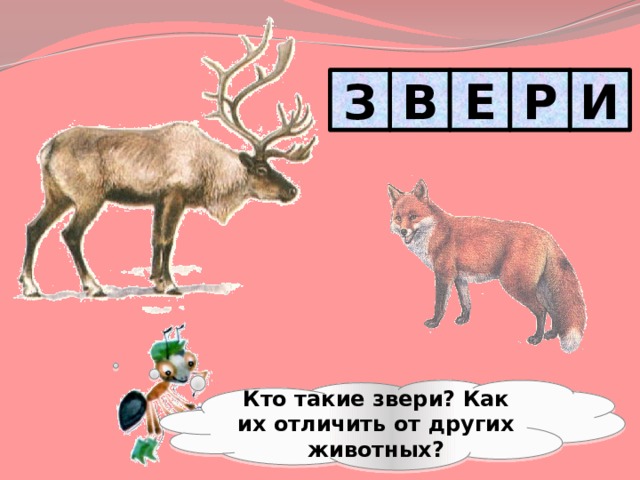 В Е Р И З Кто такие звери? Как их отличить от других животных? 
