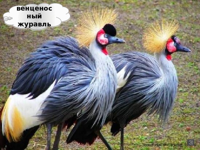 венценосный журавль 