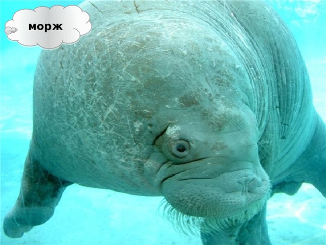 морж 