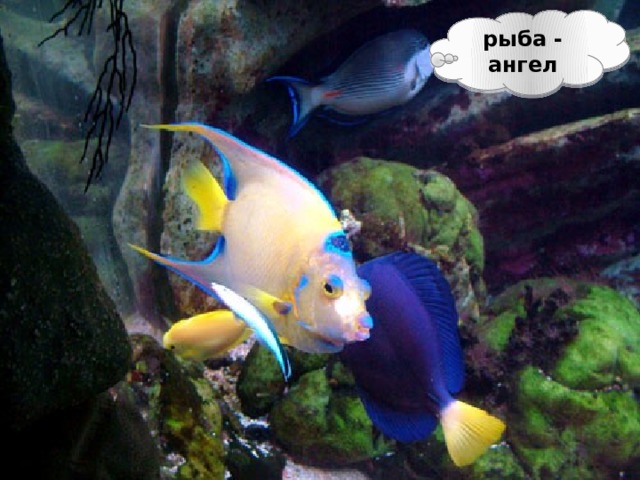 рыба - ангел 