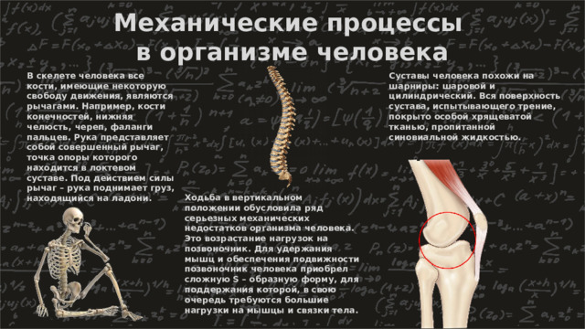 Механические процессы в организме человека В скелете человека все кости, имеющие некоторую свободу движения, являются рычагами. Например, кости конечностей, нижняя челюсть, череп, фаланги пальцев. Рука представляет собой совершенный рычаг, точка опоры которого находится в локтевом суставе. Под действием силы рычаг – рука поднимает груз, находящийся на ладони. Суставы человека похожи на шарниры: шаровой и цилиндрический. Вся поверхность сустава, испытывающего трение, покрыто особой хрящеватой тканью, пропитанной синовиальной жидкостью. Ходьба в вертикальном положении обусловила ряд серьезных механических недостатков организма человека. Это возрастание нагрузок на позвоночник. Для удержания мышц и обеспечения подвижности позвоночник человека приобрел сложную S – образную форму, для поддержания которой, в свою очередь требуются большие нагрузки на мышцы и связки тела. 