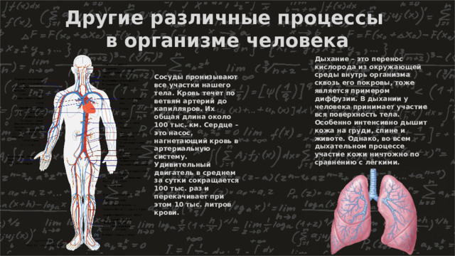 Другие различные процессы в организме человека Дыхание – это перенос кислорода из окружающей среды внутрь организма сквозь его покровы, тоже является примером диффузии. В дыхании у человека принимает участие вся поверхность тела. Особенно интенсивно дышит кожа на груди, спине и животе. Однако, во всем дыхательном процессе участие кожи ничтожно по сравнению с лёгкими. Сосуды пронизывают все участки нашего тела. Кровь течет по ветвям артерий до капилляров. Их общая длина около 100 тыс. км. Сердце – это насос, нагнетающий кровь в артериальную систему. Удивительный двигатель в среднем за сутки сокращается 100 тыс. раз и перекачивает при этом 10 тыс. литров крови. 